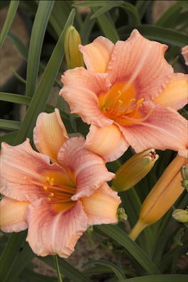 Лилейник гибридный «EveryDaylily Pink Wing Daylily» (Hemerocallis hybrida «EveryDaylily Pink Wing Daylily»)