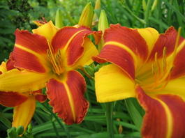 Лилейник гибридный «Frans Hals» (Hemerocallis hybrida «Frans Hals»)