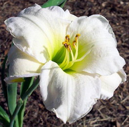 Лилейник гибридный «Gentle Shepherd» (Hemerocallis hybrida «Gentle Shepherd»)