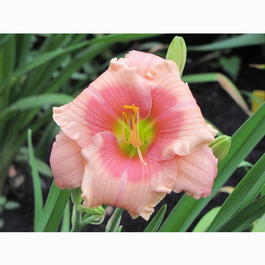 Лилейник гибридный « Janice Brown» (Hemerocallis hybrida «Janice Brown»)