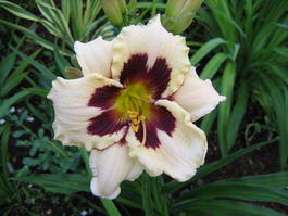 Лилейник гибридный «Moonlit Masquerade» (Hemerocallis hybrida «Moonlit Masquerade»)