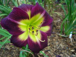Лилейник гибридный «Night Beacon» (Hemerocallis hybrida «Night Beacon»)