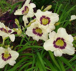 Лилейник гибридный «Pandora's Box» (Hemerocallis hybrida «Pandora's Box»)