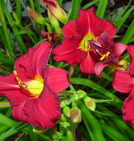 Лилейник гибридный «Pardon Me» (Hemerocallis hybrida «Pardon Me»)