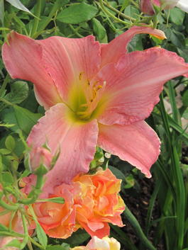 Лилейник гибридный « Pastel Pink» (Hemerocallis hybrida «Pastel Pink»)