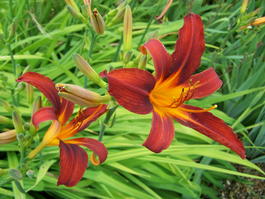 Лилейник гибридный «Sammy Russell» (Hemerocallis hybrida «Sammy Russell»)