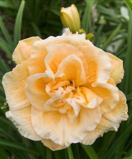 Лилейник гибридный «Siloam Double Success» (Hemerocallis hybrida «Siloam Double Success»)