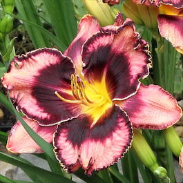 Лилейник гибридный «Simmons Overture» (Hemerocallis hybrida «Simmons Overture»)