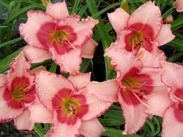 Лилейник гибридный «Strawberry Candy» (Hemerocallis hybrida «Strawberry Candy»)