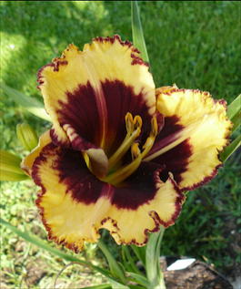 Лилейник гибридный «Tiger Blood» (Hemerocallis hybrida «Tiger Blood»)