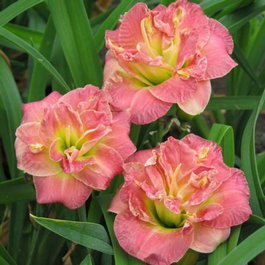 Лилейник гибридный «Lacy Doily» (Hemerocallis hybride «Lacy Doily»)