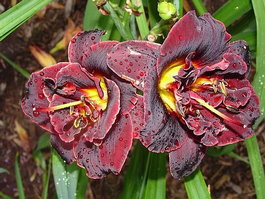 Лилейник гибридный «Voodoo Dancer» (Hemerocallis hybride «Voodoo Dancer»)