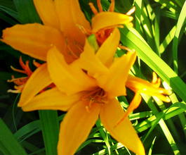 Лилейник Миддендорфа (Hemerocallis middendorffii)