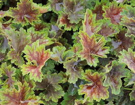 Гейхера американская «Marvelous Marble» (Heuchera Americana «Marvelous Marble»)
