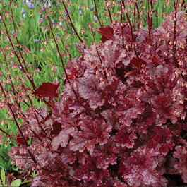 Гейхера гибридная «Berry Marmalade» (Heuchera hybrid «Berry Marmalade»)
