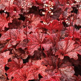 Гейхера гибридная «Cajun Fire» (Heuchera hybrid «Cajun Fire»)