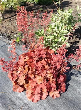 Гейхера гибридная «Cherry Cola» (Heuchera hybrida«Cherry Cola»)