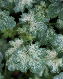Гейхера гибридная «Dew Drops» (Heuchera hybrid «Dew Drops»)