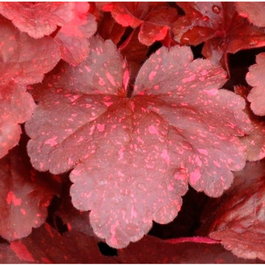Гейхера гибридная «Galaxy» (Heuchera hybrid «Galaxy»)