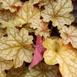Гейхера гибридная «Ginger Ale» (Heuchera hybrid «Ginger Ale»)