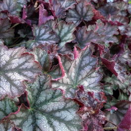 Гейхера гибридная «Harvest Burgundy» (Heuchera hybrid «Harvest Burgundy»)