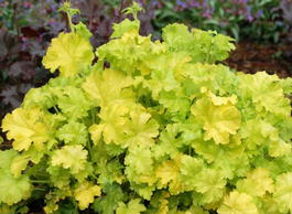 Гейхера гибридная «Lime Rickey» (Heuchera hybrid «Lime Rickey»)