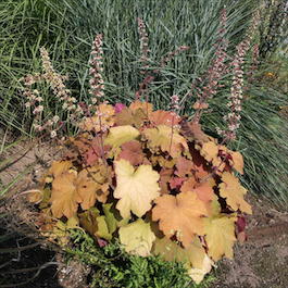 Гейхера гибридная «Mega Caramel» (Heuchera hybrida «Mega Caramel»)