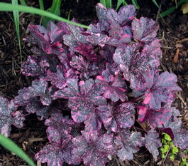 Гейхера гибридная «Midnight Rose Select» (Heuchera hybrid «Midnight Rose Select»)