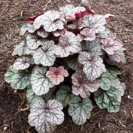 Гейхера гибридная «Silver Scrolls» (Heuchera hybrid «Silver Scrolls»)