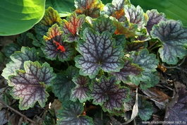 Гейхера гибридная «Бьюти Калор» (Heuchera hybrida «Beauty Colour»)