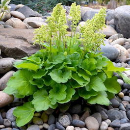 Гейхера гибридная «Blondie in Lime» (Heuchera hybrida «Blondie in Lime»)