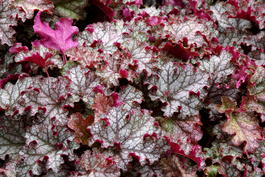 Гейхера гибридная «Can Can» (Heuchera hybrida «Can Can»)