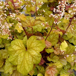 Гейхера гибридная «Champagne» (Heuchera hybrida «Champagne»)