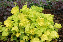 Гейхера гибридная «Citronelle» (Heuchera hybrida «Citronelle»)