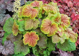 Гейхера гибридная «Delta Dawn» (Heuchera hybrida «Delta Dawn»)