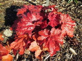 Гейхера гибридная «Fire Alarm» (Heuchera hybrida «Fire Alarm»)
