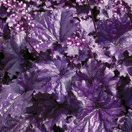 Гейхера гибридная « Forever Purple» (Heuchera hybrida « Forever Purple»)