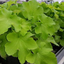 Гейхера гибридная «Guacamole» (Heuchera hybrida «Guacamole»)