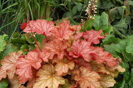 Гейхера гибридная «Paprika» (Heuchera hybrida «Paprika»)