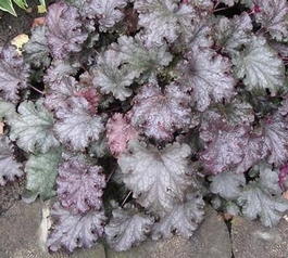 Гейхера гибридная « Stormy Seas» (Heuchera hybrida «Stormy Seas»)