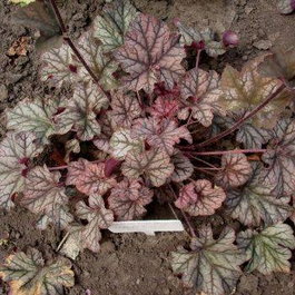 Гейхера гибридная «Вельвет Найт» (Heuchera hybrida «Velvet Night»)