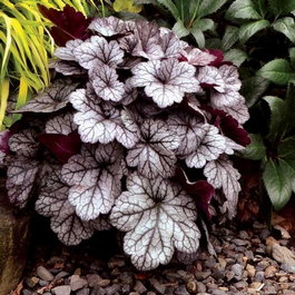 Гейхера гибридная «Glitter» (Heuchera hybride «Glitter»)