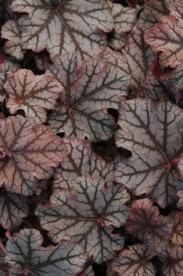 Гейхера гибридная «Mars» (Heuchera hybride «Mars»)