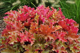 Гейхера мелкоцветковая «Marmalade» (Heuchera micrantha «Marmelade»)