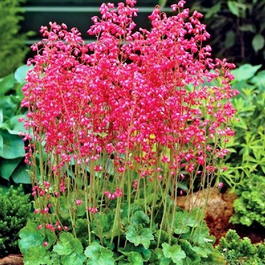 Гейхера кроваво-красная «Coral Forest» (Heuchera sanguinea «Coral Forest»)