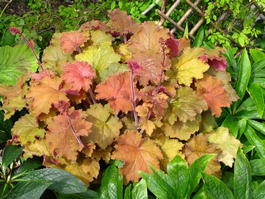 Гейхера волосистая «Kassandra» (Heuchera villosa «Kassandra»)