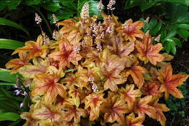 Гейхерелла белая «Brass Lantern» (Heucherella alba «Brass Lantern»)