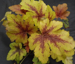Гейхерелла белая «Golden Zebra» (Heucherella alba «Golden Zebra»)