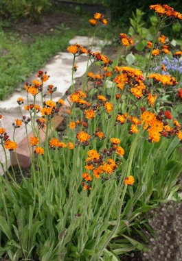 Ястребинка оранжево-красная (Hieracium aurantiacum)