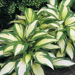 Хоста Форчуна «Reversed Patriot» (Hosta fortunei «Reversed Patriot»)